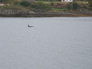 Orcas bei Sandessjoen.JPG